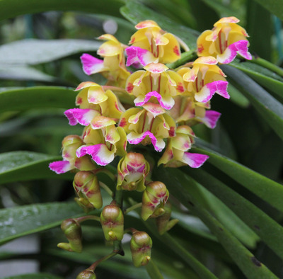 Aerides houlletiana-8142