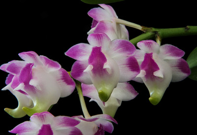 Aerides lawrenceae-2479