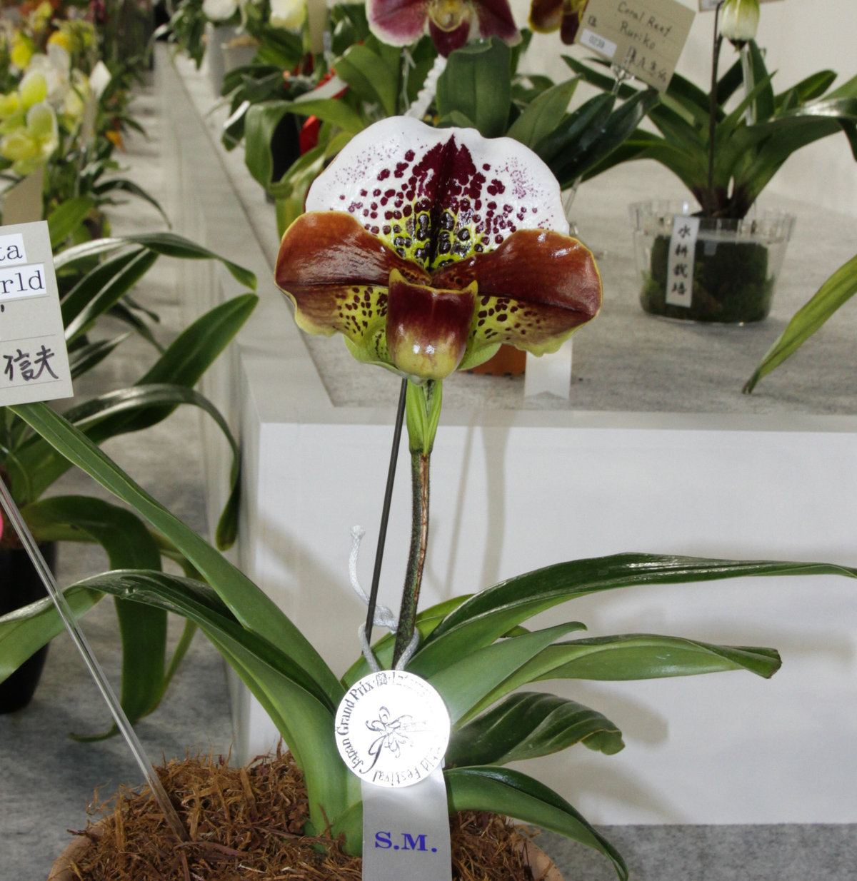 世界らん展 個別部門 パフィオペディラム属 3 ランと遊ぶ