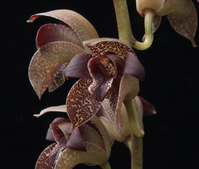 Grammatophyllum stapeliiflorum -8685