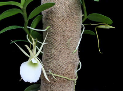 Angcm. infundibulare-3726