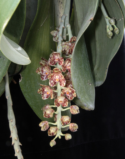 Phal. gigantea 'Aso'-5996