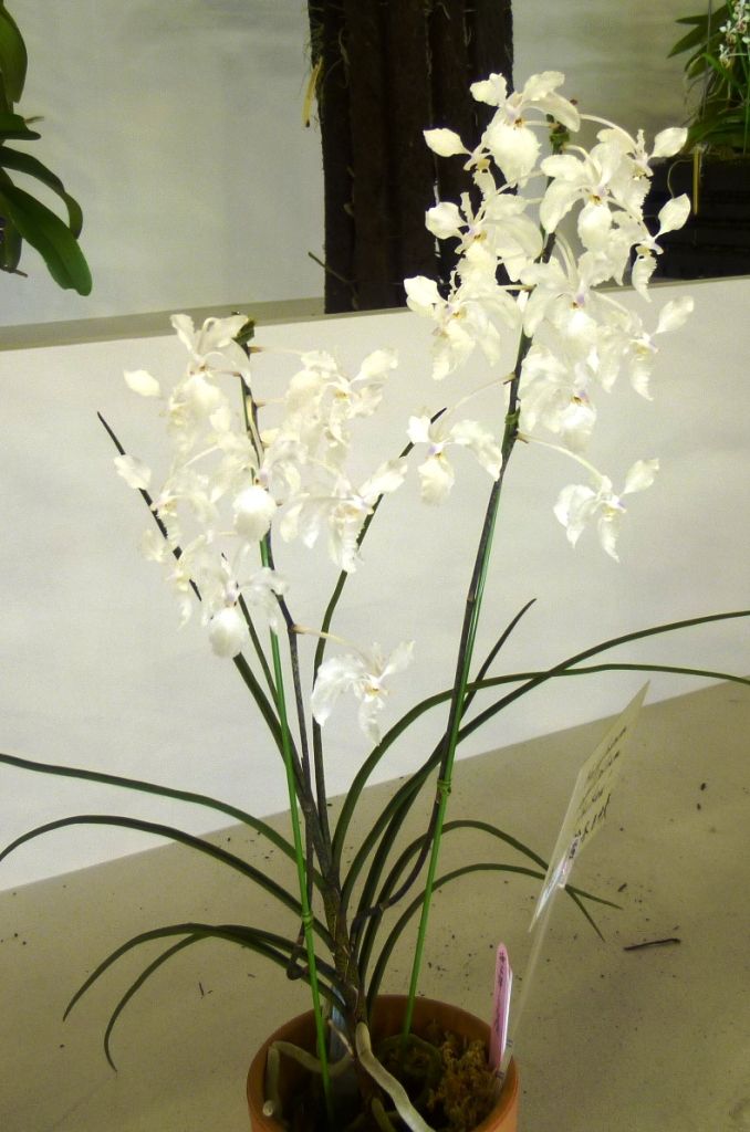 世界らん展日本大賞2012 単茎性原種 : ランと遊ぶ
