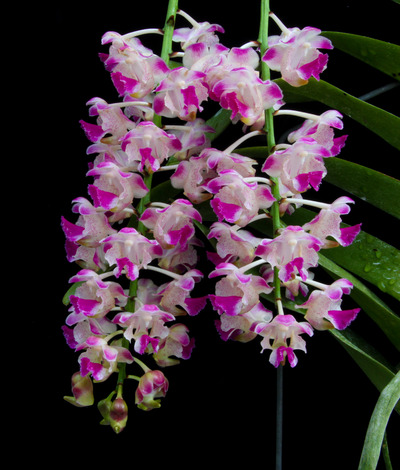 Aer. Korat Koki -2058