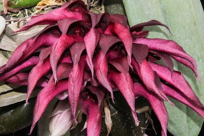 Bulb. fletcherianum-4913