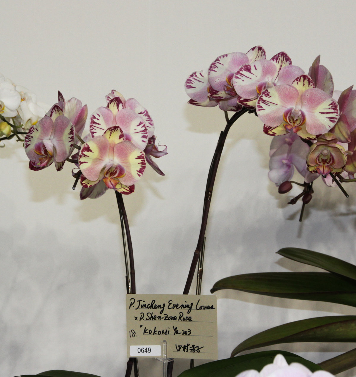 user_1242a77b　ファレノプシス　2種 user_1242a77b ファレノプシス 2種 ファレノプシス 2種