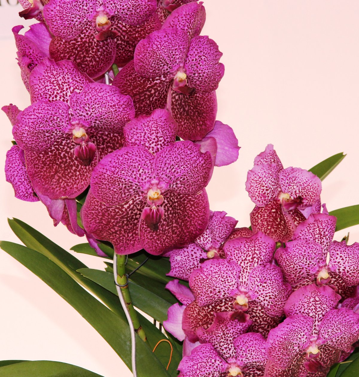 V.-４７４　 バンダ系　原種ギガンティア登場　(*^_^*) バンダ類