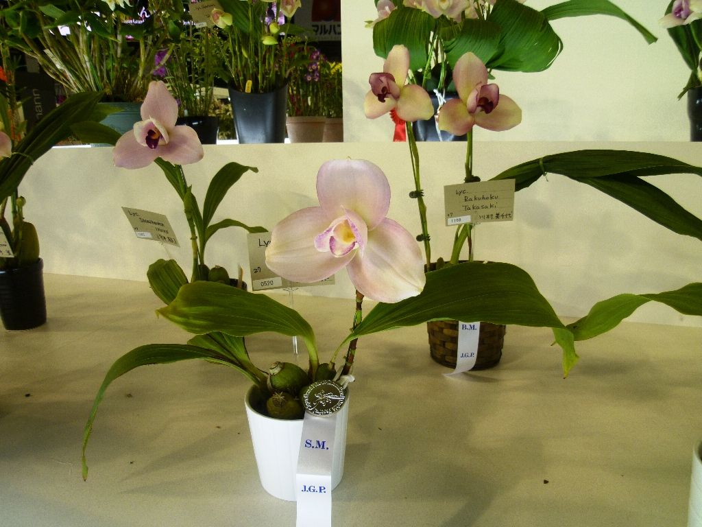 世界らん展日本大賞12 リカステの入賞花 ランと遊ぶ