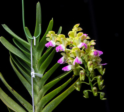 Aerides houlletiana-0937
