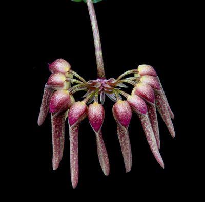 Bulb. longiflorum-1714