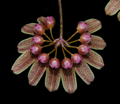 Bulb. longiglorum-1787