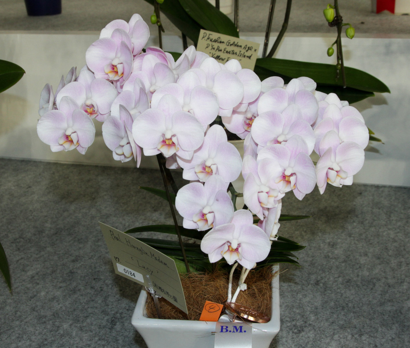 user_1242a77b ファレノプシス 2種 ファレノプシス 2種