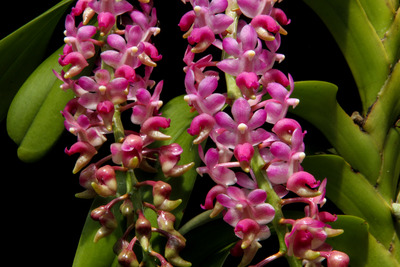Aerides quinquevulnera-8813