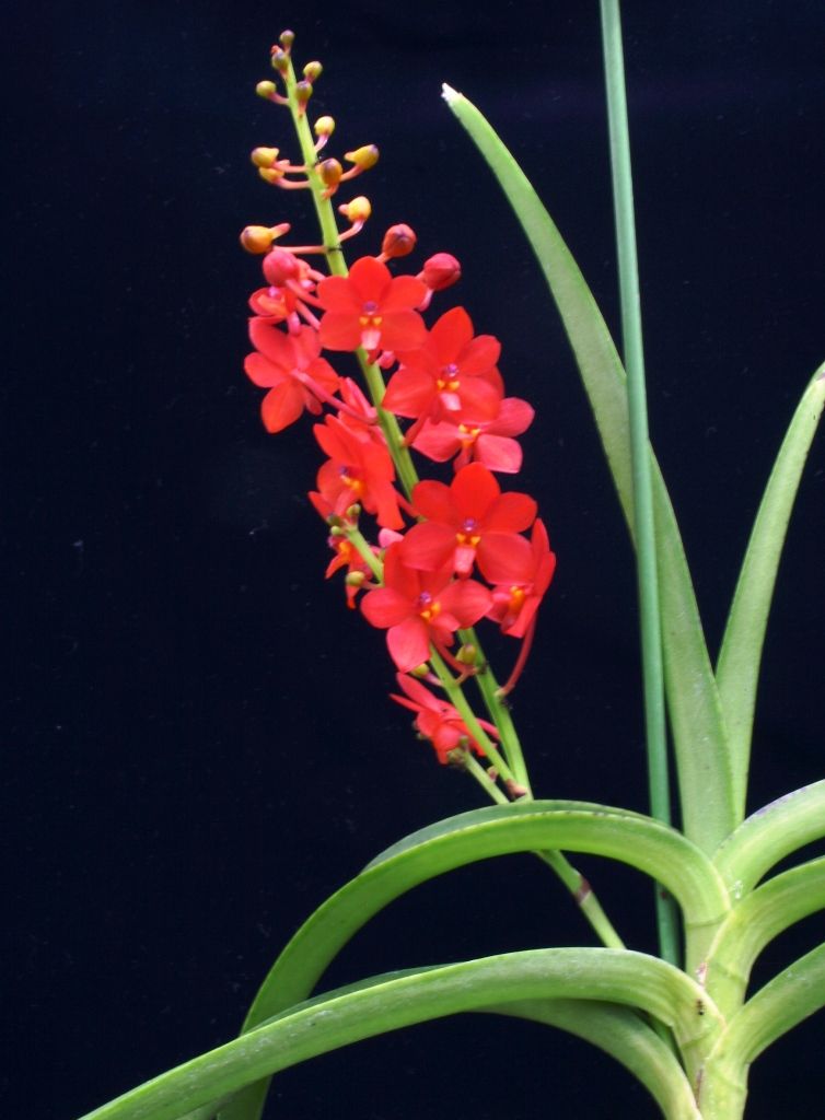 Asctm Curvifolium こんなに赤い花だったでしょうか ランと遊ぶ