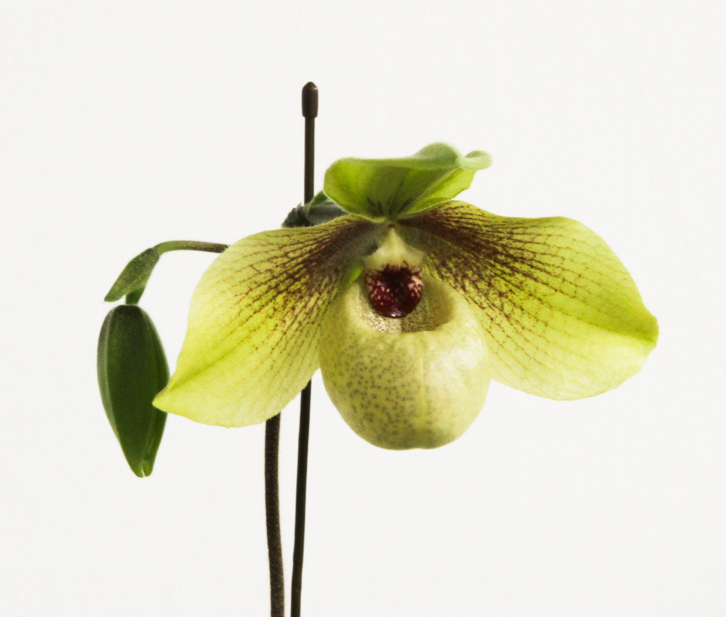 洋蘭交配種］Paph. Lynleigh Koopowitz Orchid of the Week