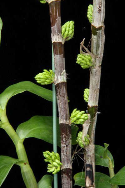 Den. bullenianum-4351