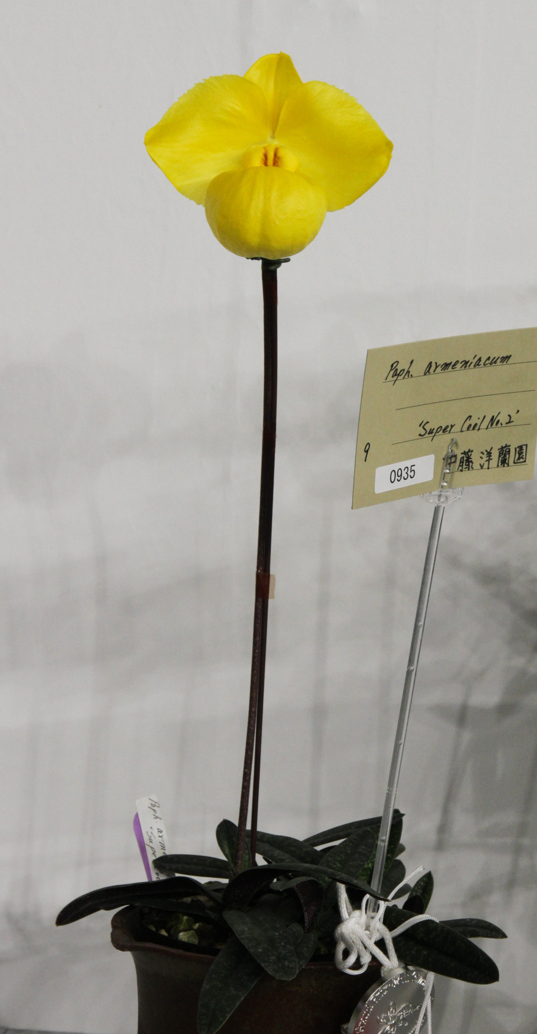 167)洋蘭原種，Paph. armeniacum x sib 洋蘭 原種 花なし株 no orchid