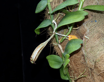 Angcm. infundebulare-4418