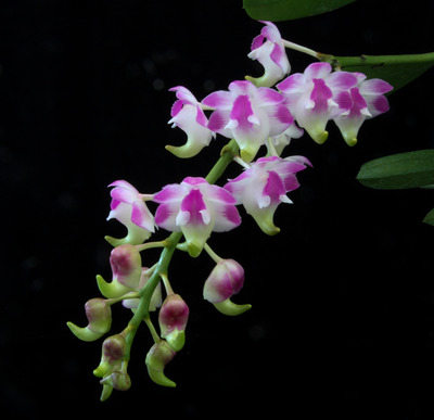 Aerides lawrenceae-2475