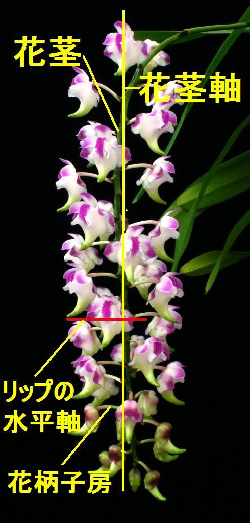 Aer Lawrenceae ラン科植物の花柄子房のよじれ 1 ランと遊ぶ Aer Lawrenceae ラン科植物の花柄子房のよじれ 1 ランと遊ぶ