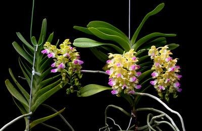 Aerides houlletiana-0966
