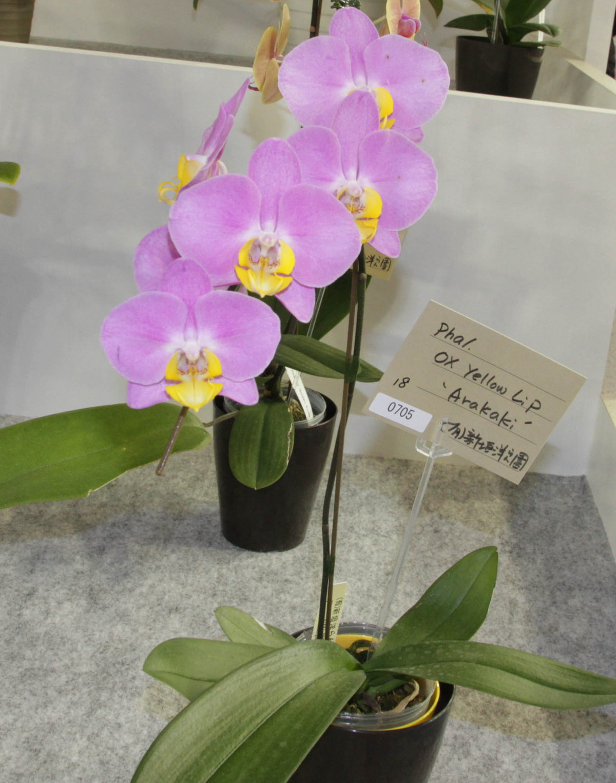 世界らん展日本大賞2016-8 個別審査部門(Phal.) : ランと遊ぶ 世界らん展日本大賞2016-8 個別審査部門(Phal.) : ランと遊ぶ