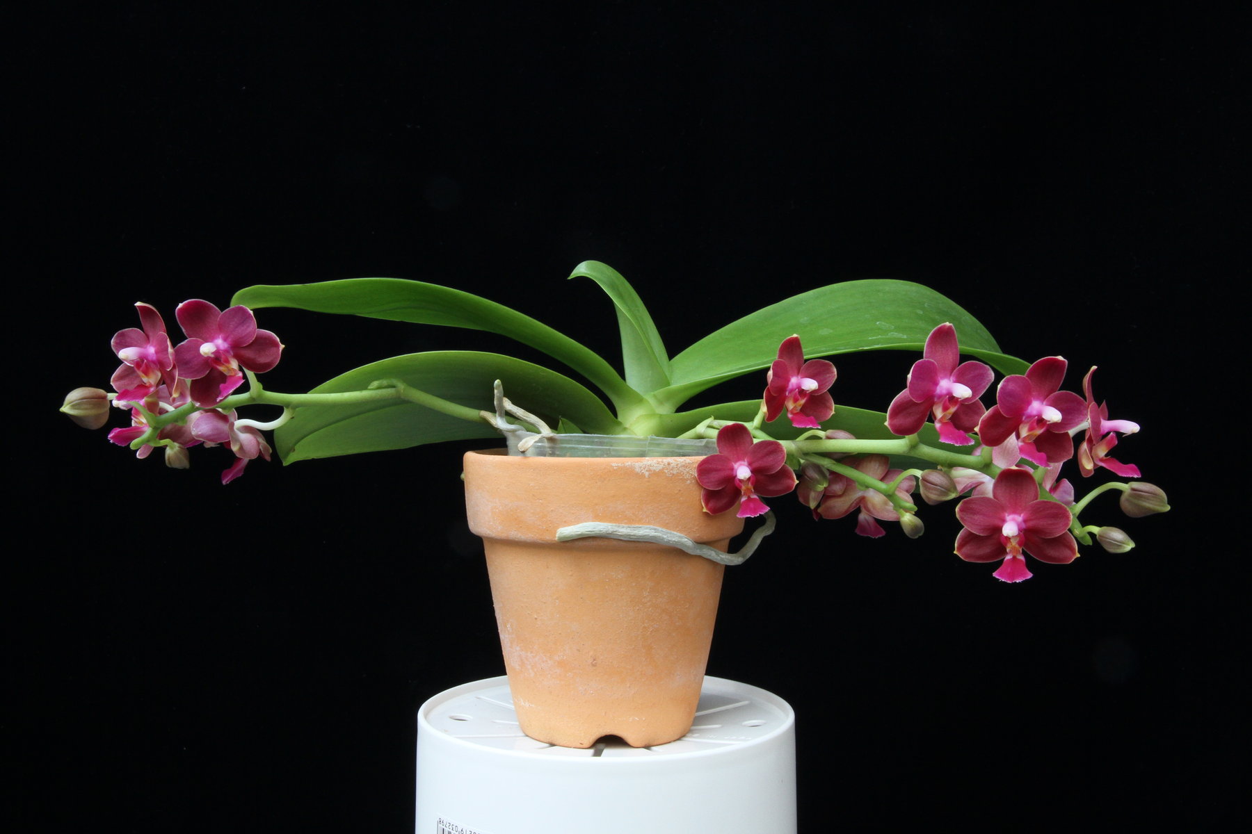胡蝶蘭植え替え ランと遊ぶ 胡蝶蘭植え替え ランと遊ぶ