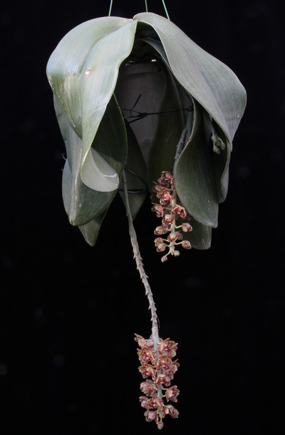 Phal. gigantea 'Aso'-5992