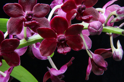 Rhynchonopsis Selina Kuok 'Perfume Queen'-4375