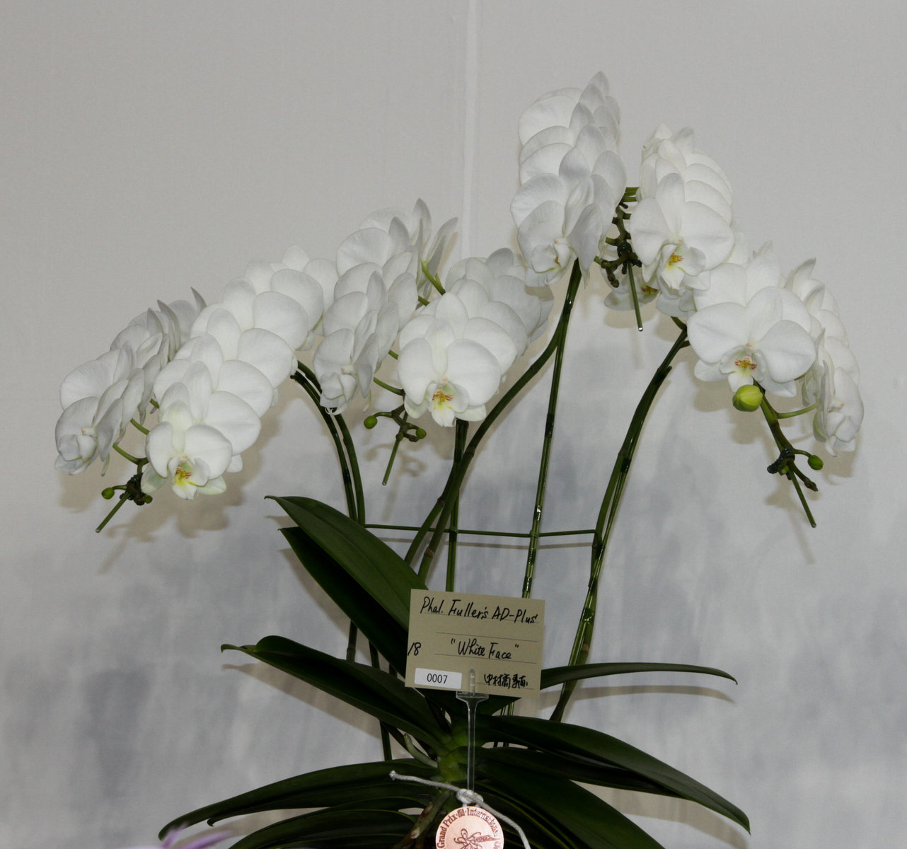 世界らん展 個別部門－ファレノプシス-2 : ランと遊ぶ