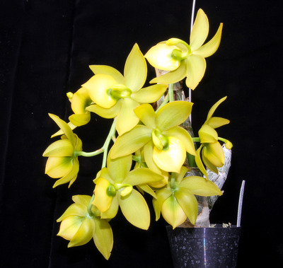 Cycnodes Super Swan-4268