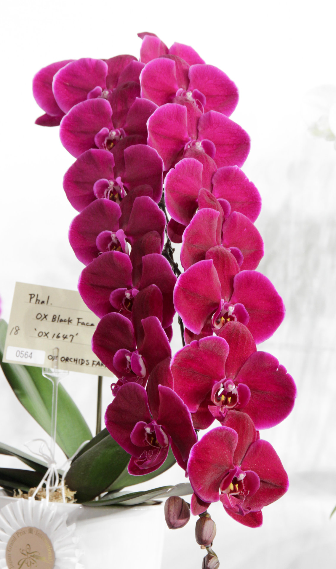 user_1242a77b　ファレノプシス　2種 世界らん展 個別部門－ファレノプシス-2 : ランと遊ぶ