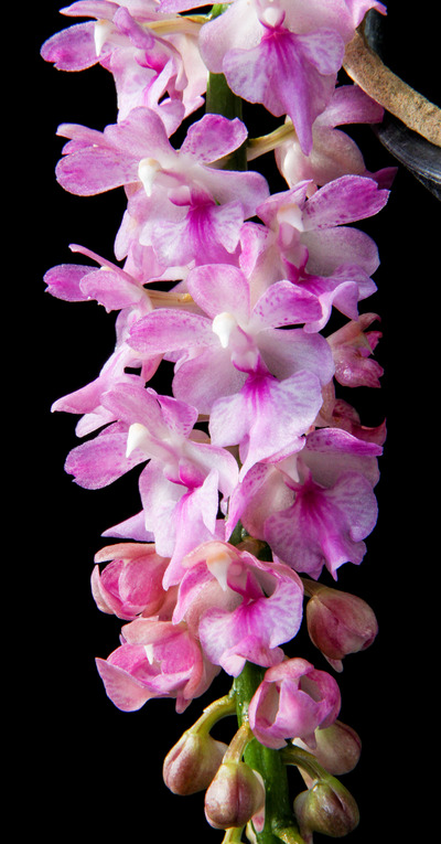 Aerides rosea-2985