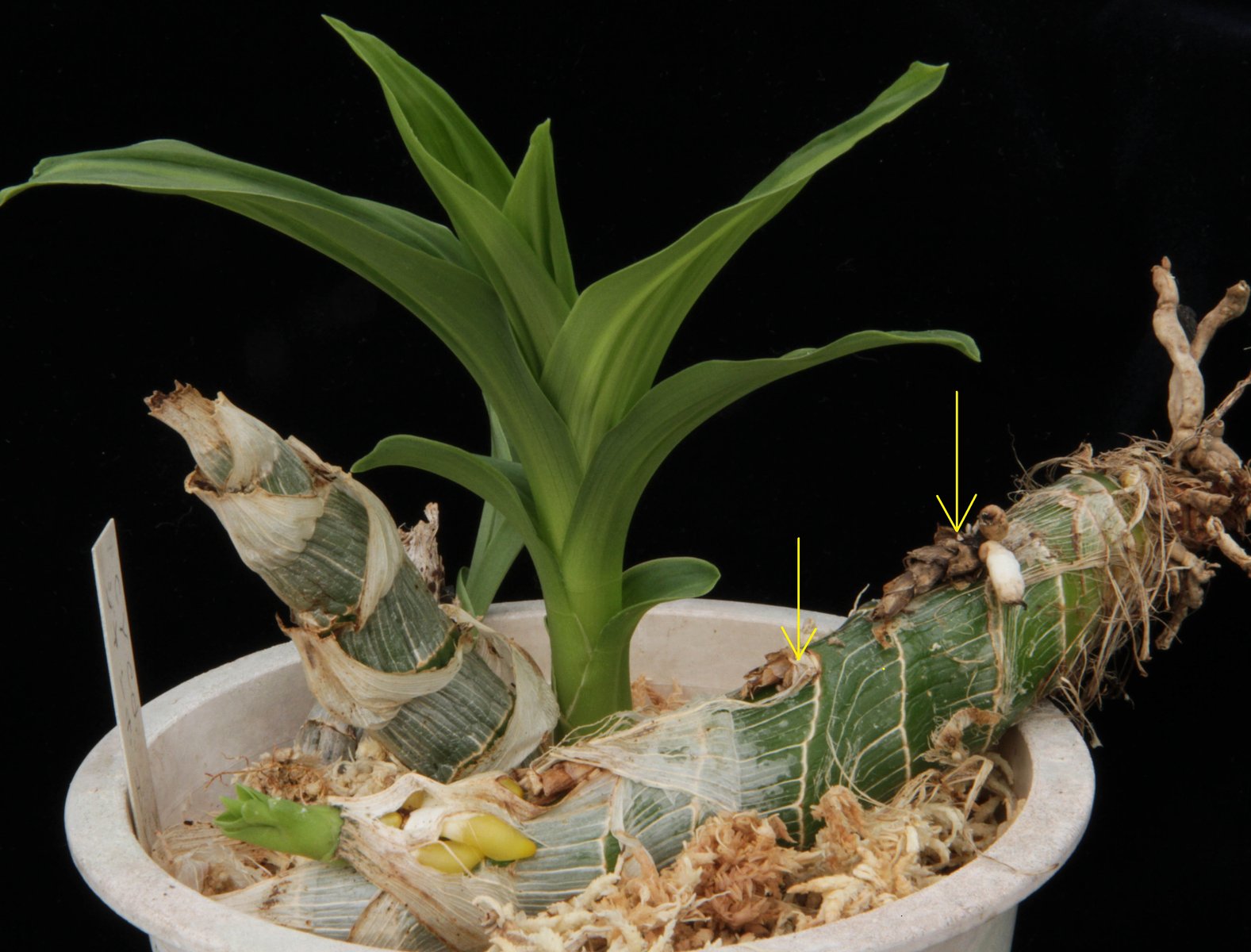 カタセタム 深植えは禁物 : ランと遊ぶ