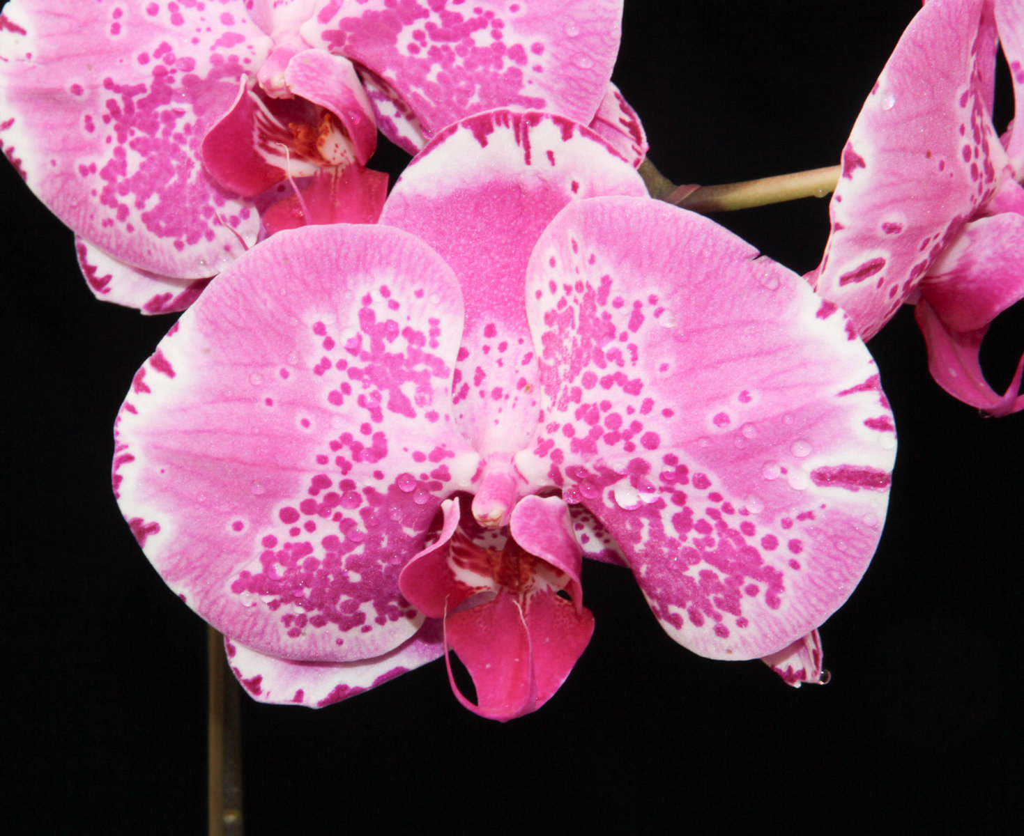 Phal. Ox Lion King 大きい花です : ランと遊ぶ
