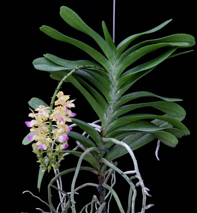 Aerides houlletiana-2131