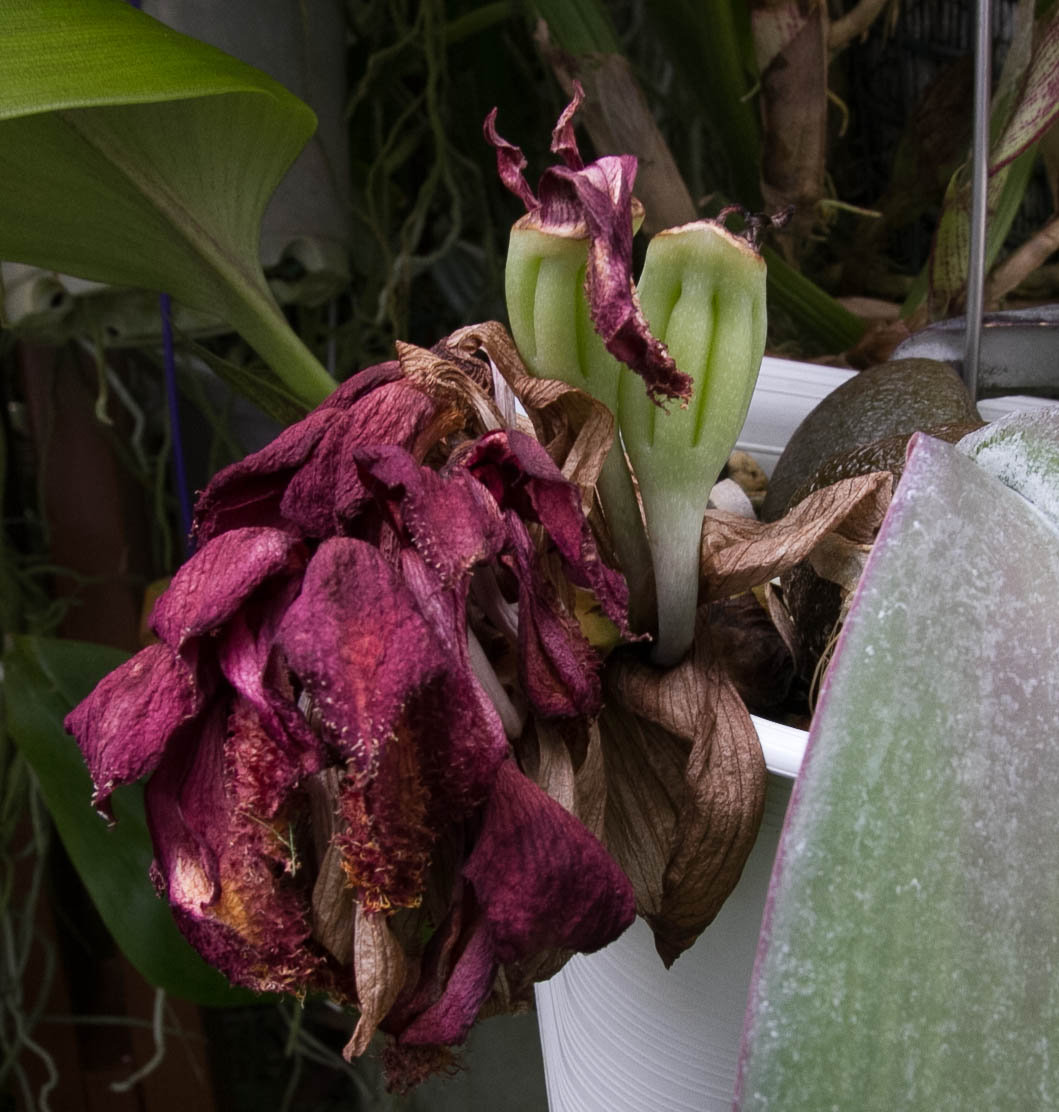 Bulbophyllum の交配 phalaenopsis x beccarii : ランと遊ぶ
