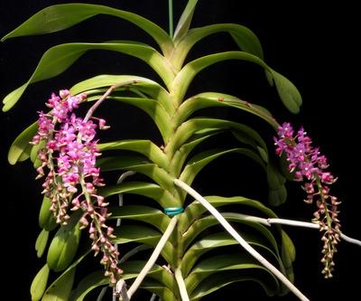 Aerides quinquevulnera-3319