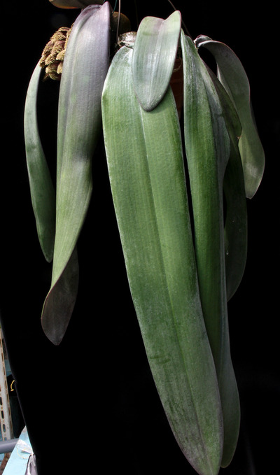 Bulb. phalaenopsis-0843