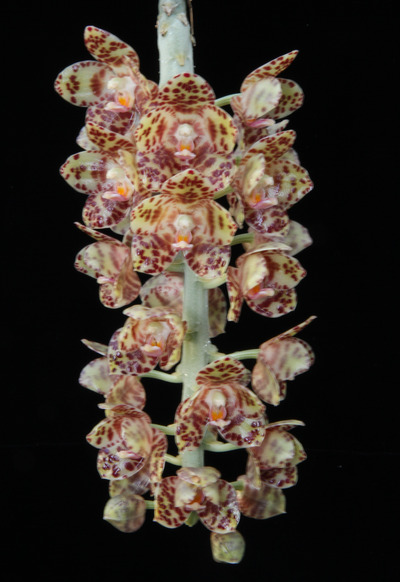 Phal. gigantea 'Aso'-6005