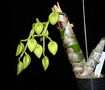 cycnodes Super Swan (Cycd. Taiwan Gold x Cyc. warcewiczii)-4167