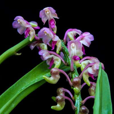 Aerides leeana-6319