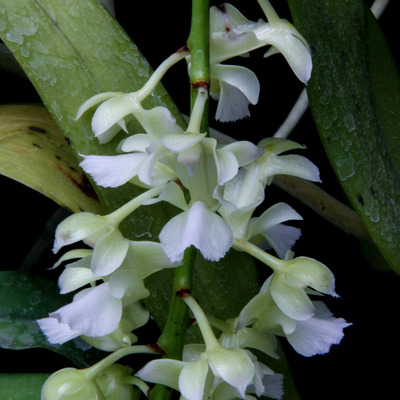 Aerides faflcata f. alba 'Aso'-0917