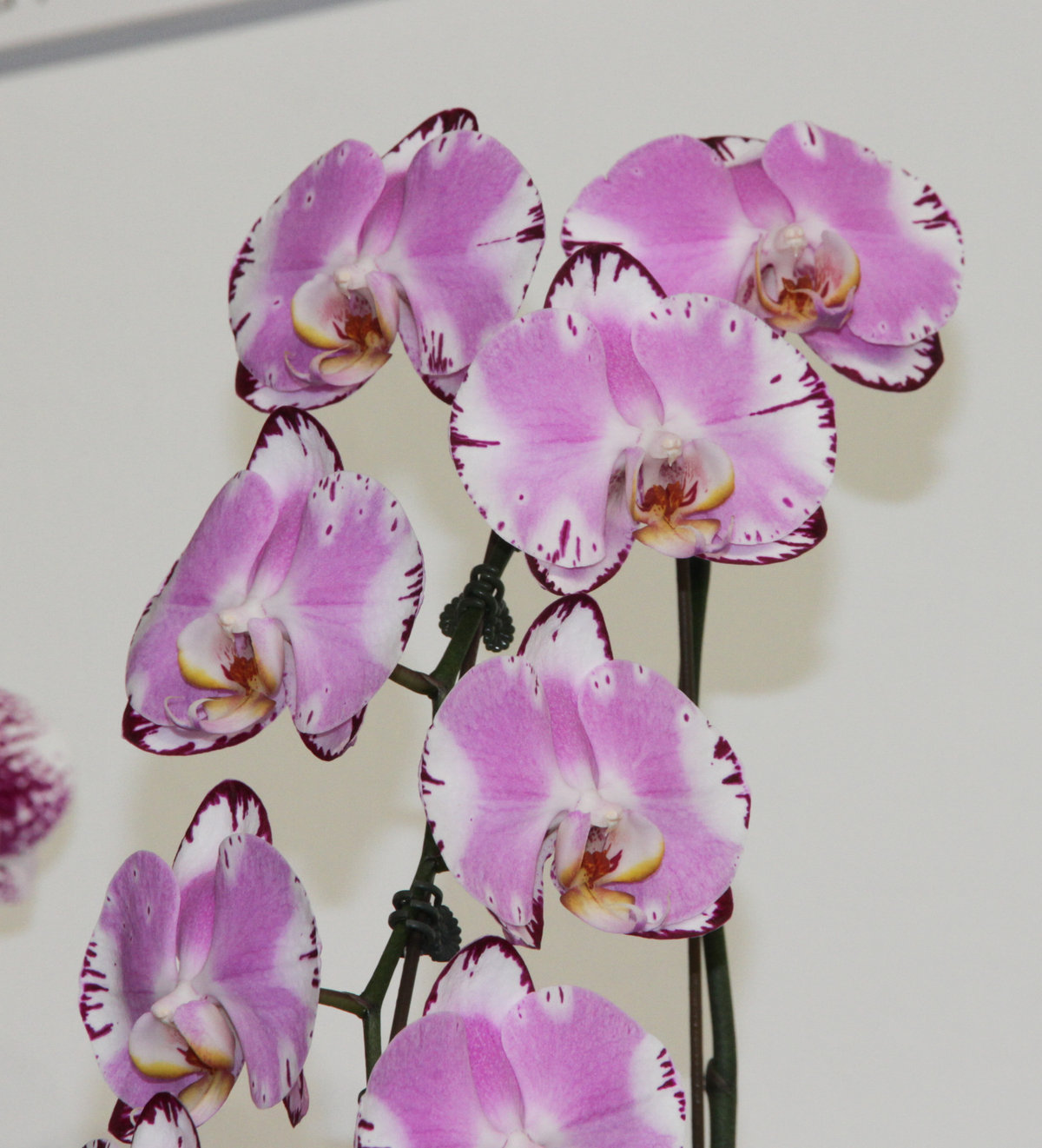 世界らん展 個別部門－ファレノプシス-2 : ランと遊ぶ