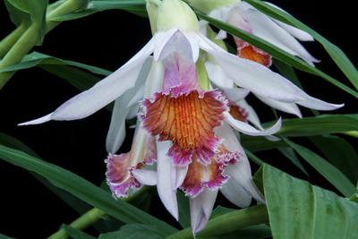 Thunia brymeriana-0700