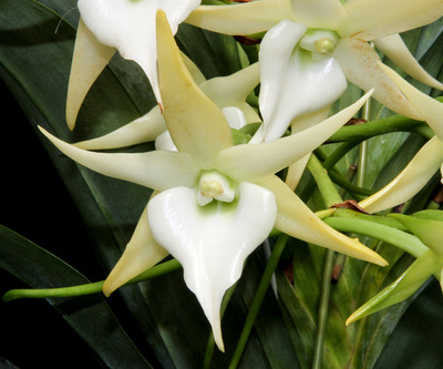 Angcm. Crestwood 'TOmorrow Star'-4738