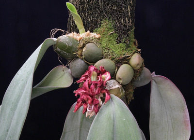  phalaenopsis-2425