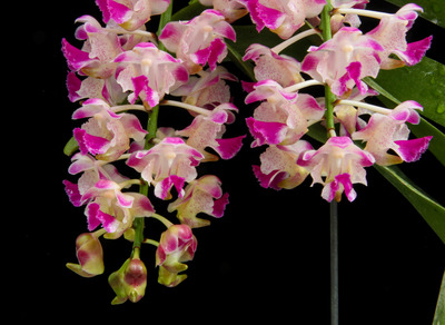 Aer. Korat Koki -2066