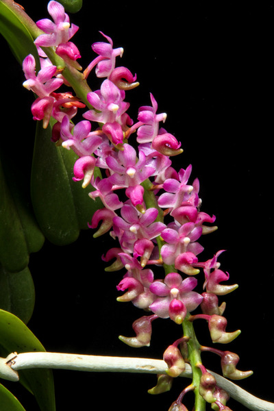 Aerides quinquevulnera-8819