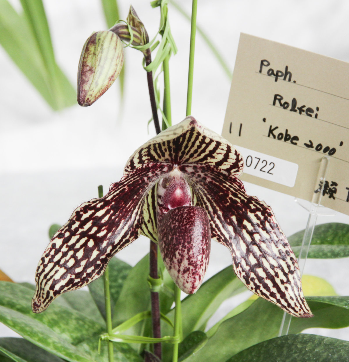 世界らん展 個別部門－パフィオペディラム属-3 : ランと遊ぶ